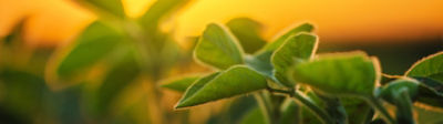 Soy plant with the sunset behind