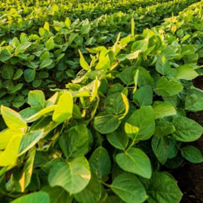 soybean harvest