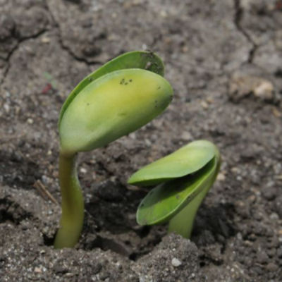 soybean seedlings