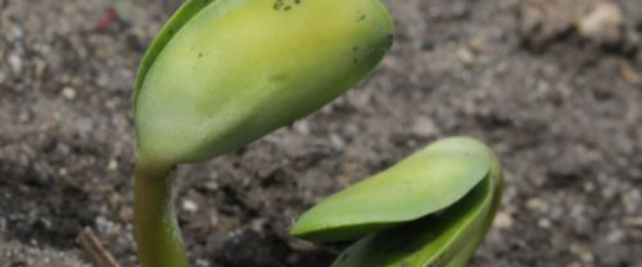 soybean seedlings