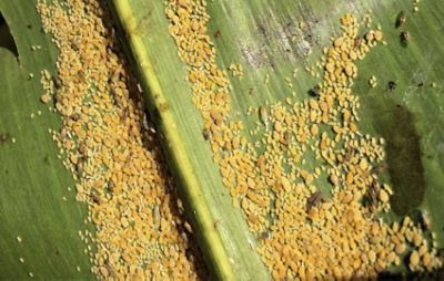 Resistant Hybrids Do Not Exist