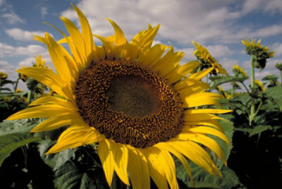 sunflower