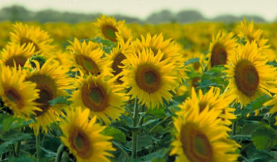 Sunflower field