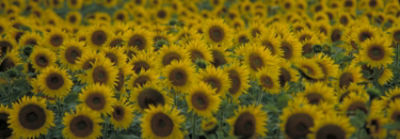 Sunflower field
