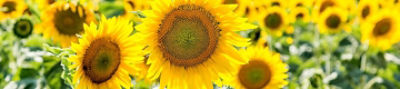 IMG_sunflower_desktop