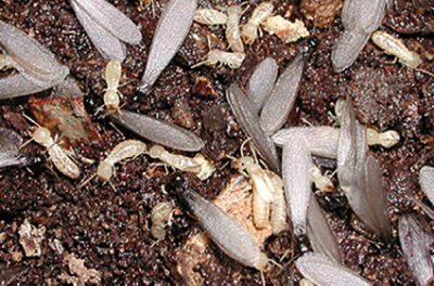 picture of a termite