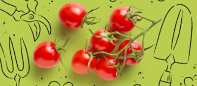 Tomatoes on a vine surrounded by illustrated gardening tools