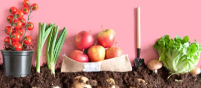 Assortment of fruits and veggies, with the veggies being shown as a side view having some under ground.