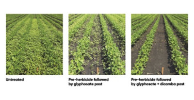 Take Control of Glyphosate-resistant Waterhemp