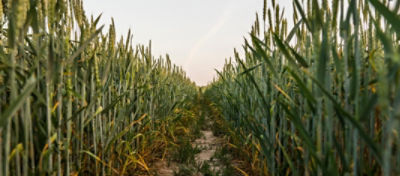 weeds in a wheat field
