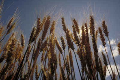 Wheat field
