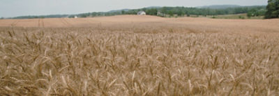 Wheat field