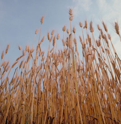 Wheat field