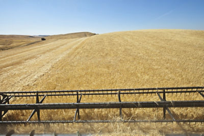 Wheat field at harvest