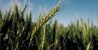 green wheat close up