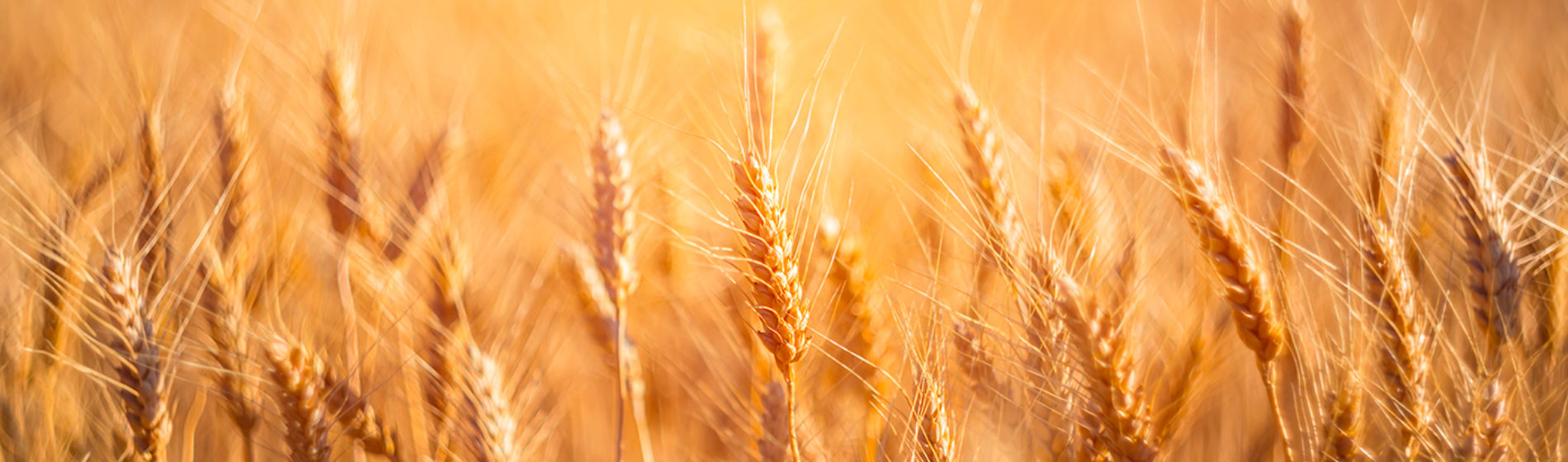 wheat field