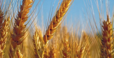 wheat in a field close up