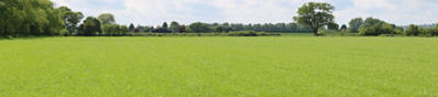 young grass ley
