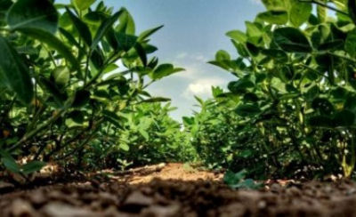 ground-level view of crop row