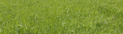 Img-grass-Corteva-EU-Ie