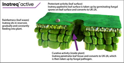 Inatreq natural molecule_v01