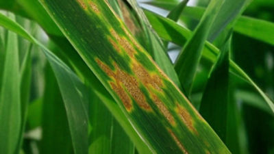 Inatreq vs Septoria