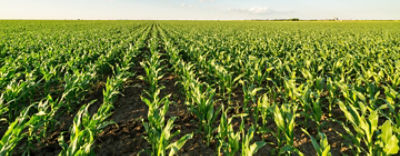 InstincteDMcover1440v3