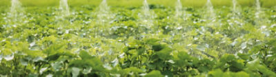Herbicides