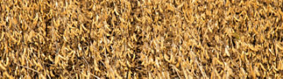 Soybean field ready for harvest