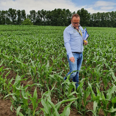 Jo Van der Donck (Regionaal Medewerker Pioneer) telt de maisplanten in de rij over een afstand van 13.3m.