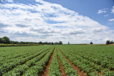 June potatoes