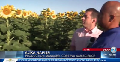KHON2 News: Sunflower fields on the North Shore open to the public