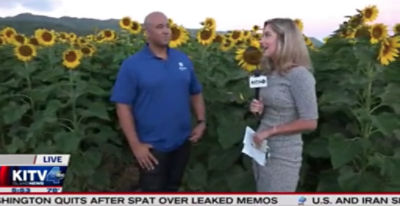 KITV4 News: North shore sunflowers in full bloom at Corteva Agriscience