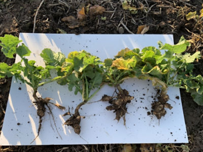 Konventionelle nicht resistente Hybride mit Kohlherniebefall-Gallenbildung an der Wurzel behindert die Nährstoffaufnahme