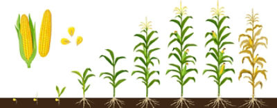 Kukoricafenofazis1440560JO