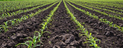 Kukoricagyomirtas1440560