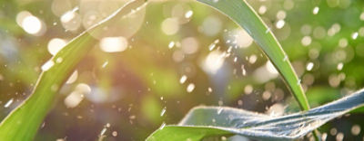 Kukoricavizgazdalkodasa1440560