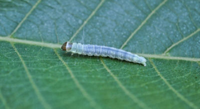 Image of Leafroller on Tree Nut