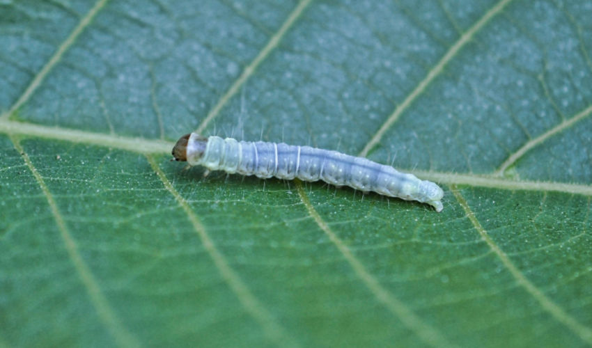 Image of Leafroller on Tree Nut