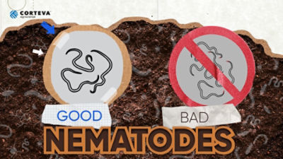 Life Cycle of the Nematodes