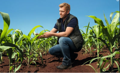 New standard for  Sunflowers in Serbia