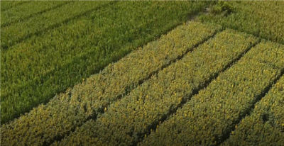 Lumisena™ Fungicide Seed Treatment