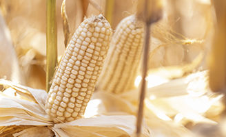Mazorca de maÃ­z blanco en temporada de cosecha