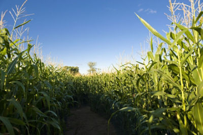 Field