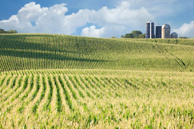 Maisfeld
