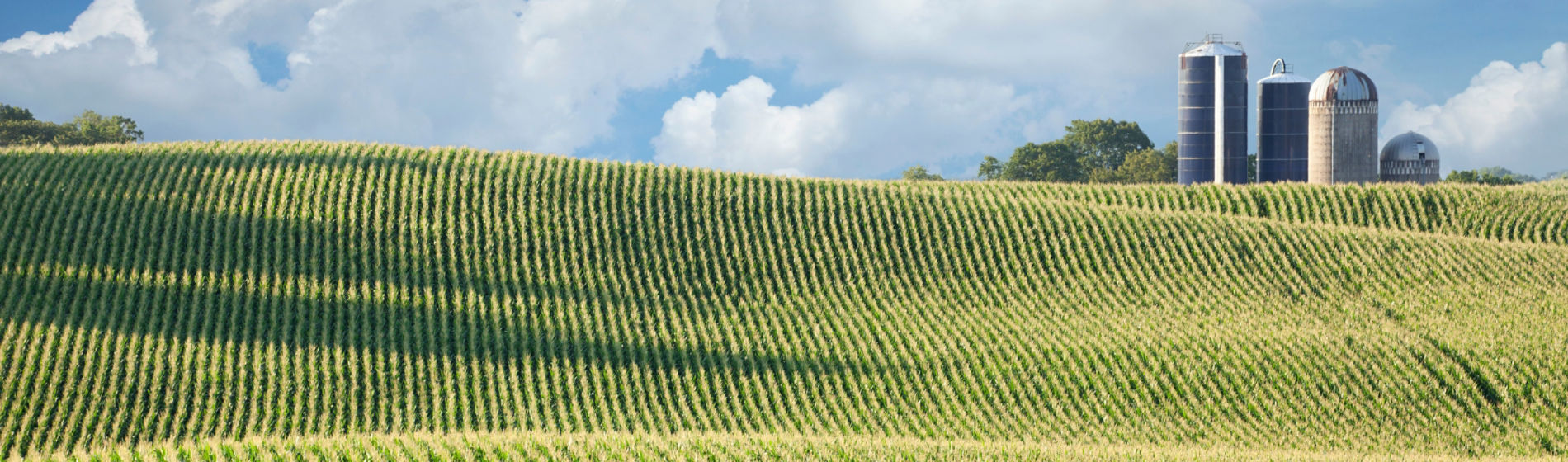 Maisfeld