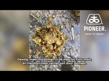 Maispitten in de mest