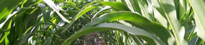 Maize crop