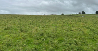 Cali thistles are a challenge at Mataura
