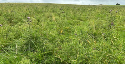 Susan is looking to significantly reduce thistle pressure